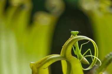 Etrafımızda pek çok türde peygamber devesi türü var, şekilleri ve renkleri çeşitli, çok ilginç ve sıradışılar, ve doğadaki mevcut ekosistem için bir denge haline geliyorlar..
