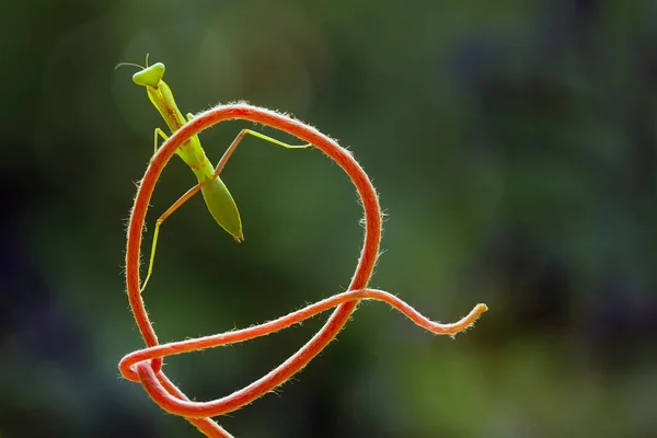 Existe Nombreux Types Espèces Mantes Autour Nous Leurs Formes Leurs — Photo