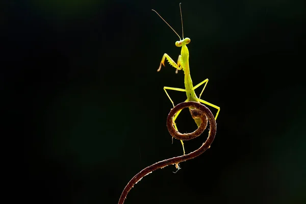 私たちの周りには多くの種類のカマキリ種があり その形や色はさまざまであり 彼らは非常に興味深く特別なものであり 自然界の既存の生態系とのバランスになります — ストック写真