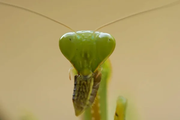 Hay Muchos Tipos Especies Mantis Nuestro Alrededor Sus Formas Colores —  Fotos de Stock