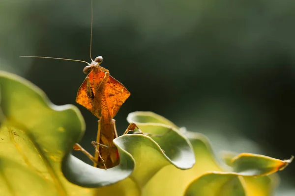 Existe Nombreux Types Espèces Mantes Autour Nous Leurs Formes Leurs — Photo