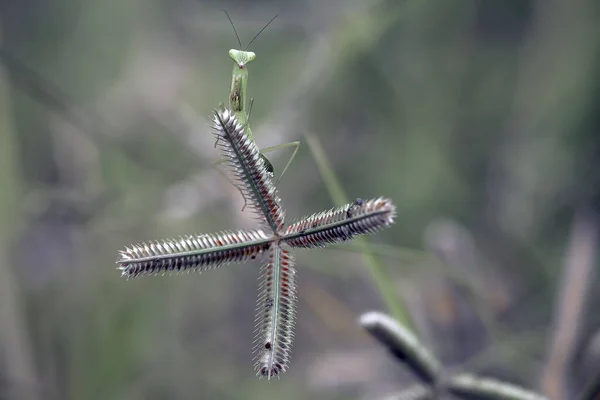 Existe Nombreux Types Espèces Mantes Autour Nous Leurs Formes Leurs — Photo