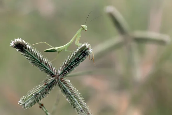 Many Types Mantis Species Shapes Colors Various Very Interesting Extraordinary — Stock Photo, Image