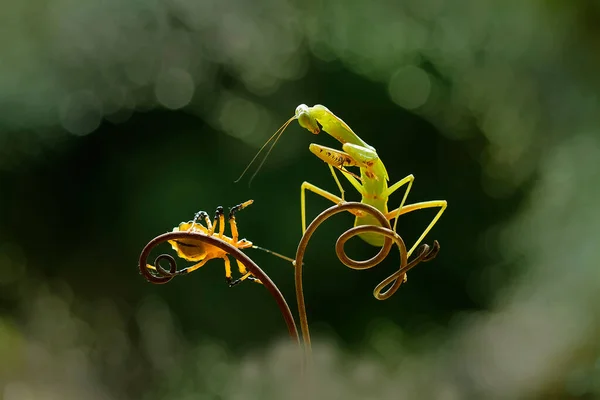 Many Types Mantis Species Shapes Colors Various Very Interesting Extraordinary — Stock Photo, Image