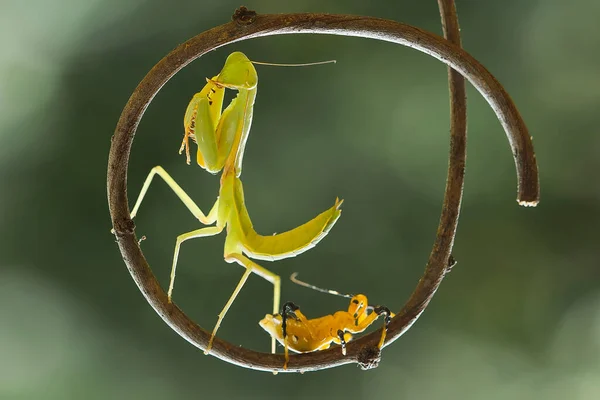 Gibt Viele Arten Von Gottesanbeterinnen Uns Herum Ihre Formen Und — Stockfoto