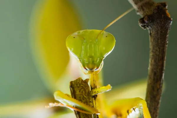 Existem Muitos Tipos Espécies Mantis Nosso Redor Suas Formas Cores — Fotografia de Stock
