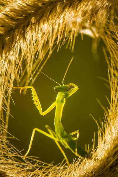 Hay Muchos Tipos Especies Mantis Nuestro Alrededor Sus Formas Colores — Foto de Stock