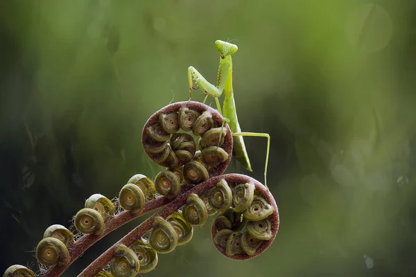 私たちの周りには多くの種類のカマキリ種があり その形や色はさまざまであり 彼らは非常に興味深く特別なものであり 自然界の既存の生態系とのバランスになります — ストック写真