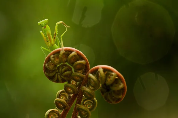 Zijn Vele Soorten Bidsprinkhanen Ons Heen Hun Vormen Kleuren Zijn — Stockfoto