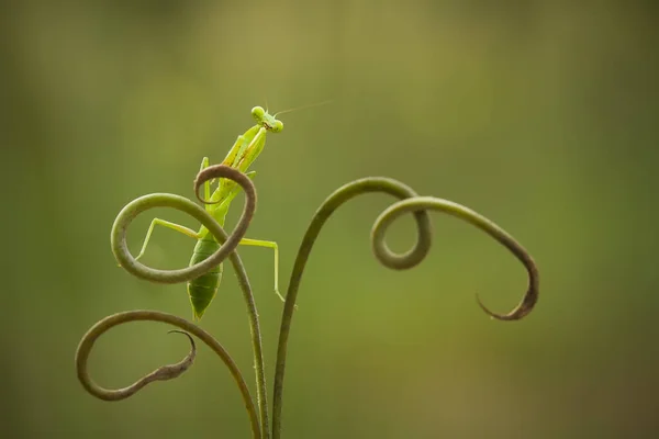 Gibt Viele Arten Von Gottesanbeterinnen Uns Herum Ihre Formen Und — Stockfoto