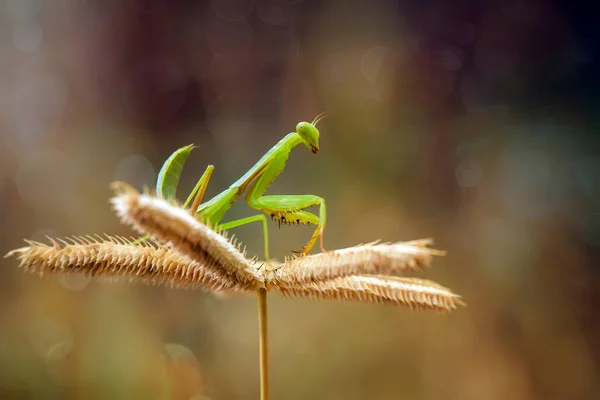 Many Types Mantis Species Shapes Colors Various Very Interesting Extraordinary — Stock Photo, Image