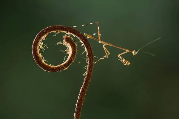 Det Finns Många Typer Mantis Arter Runt Omkring Oss Deras — Stockfoto