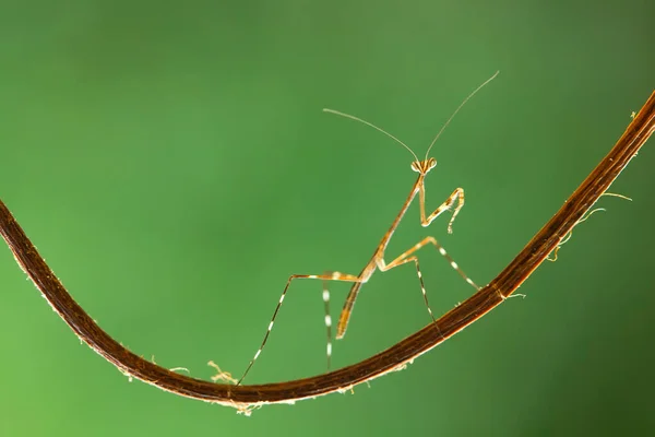 Hay Muchos Tipos Especies Mantis Nuestro Alrededor Sus Formas Colores —  Fotos de Stock