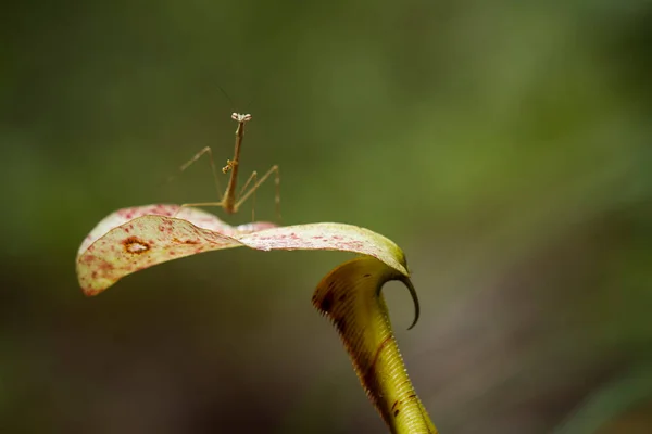 Many Types Mantis Species Shapes Colors Various Very Interesting Extraordinary — Stock Photo, Image