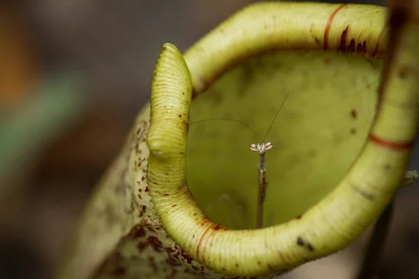 私たちの周りには多くの種類のカマキリ種があり その形や色はさまざまであり 彼らは非常に興味深く特別なものであり 自然界の既存の生態系とのバランスになります — ストック写真