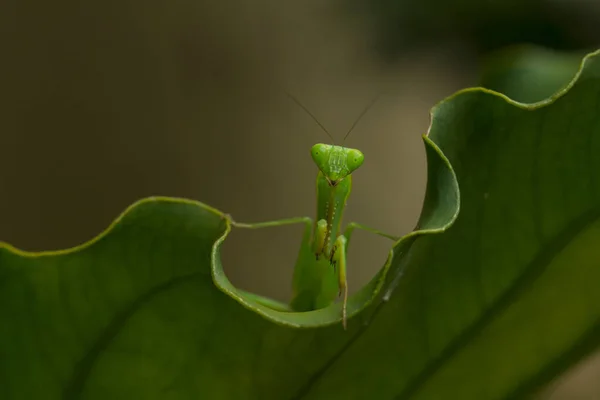 Existem Muitos Tipos Espécies Mantis Nosso Redor Suas Formas Cores — Fotografia de Stock