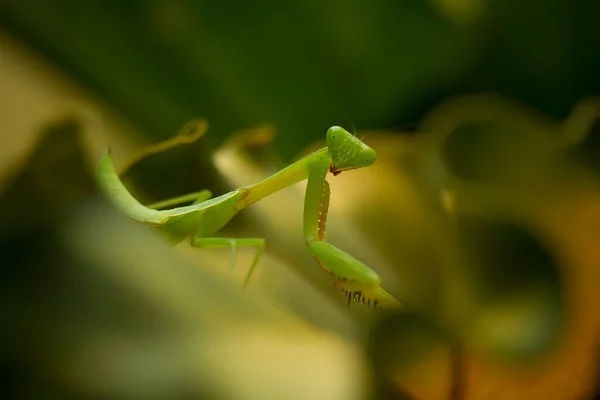 Existem Muitos Tipos Espécies Mantis Nosso Redor Suas Formas Cores — Fotografia de Stock