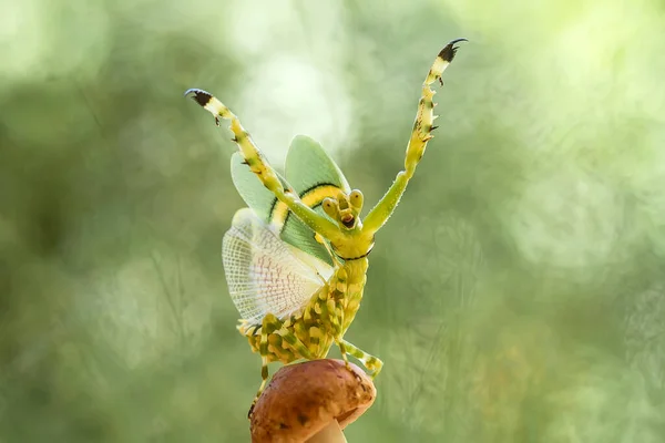 Det Finns Många Typer Mantis Arter Runt Omkring Oss Deras — Stockfoto