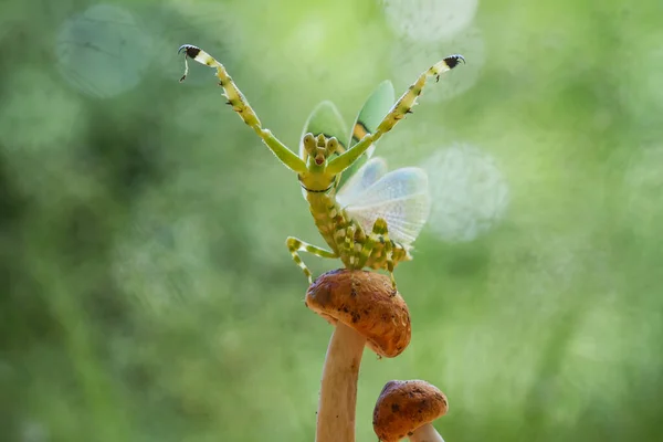 Sono Molti Tipi Specie Mantide Intorno Noi Loro Forme Colori — Foto Stock