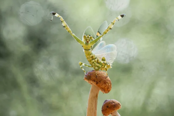 私たちの周りには多くの種類のカマキリ種があり その形や色はさまざまであり 彼らは非常に興味深く特別なものであり 自然界の既存の生態系とのバランスになります — ストック写真