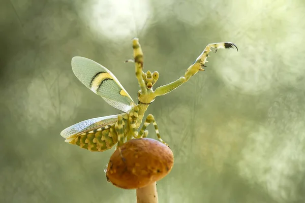 私たちの周りには多くの種類のカマキリ種があり その形や色はさまざまであり 彼らは非常に興味深く特別なものであり 自然界の既存の生態系とのバランスになります — ストック写真