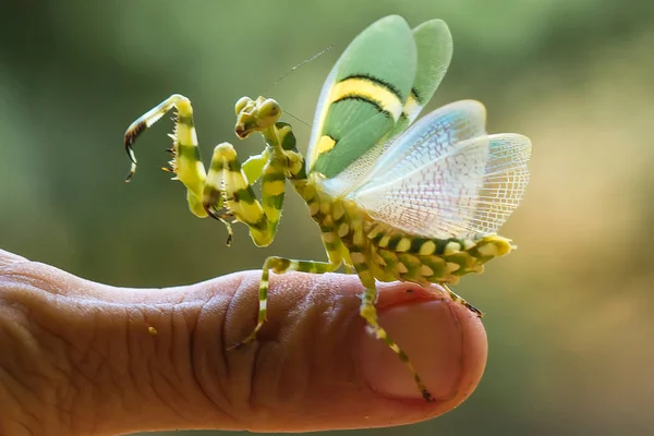 Existem Muitos Tipos Espécies Mantis Nosso Redor Suas Formas Cores — Fotografia de Stock