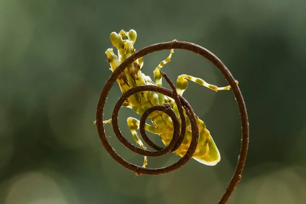 Existe Nombreux Types Espèces Mantes Autour Nous Leurs Formes Leurs — Photo