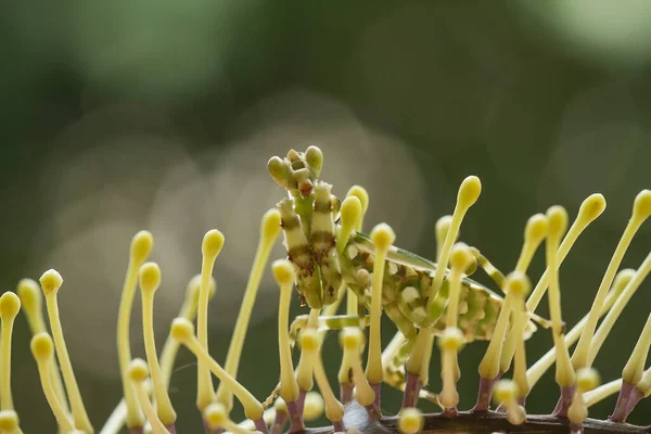 Existem Muitos Tipos Espécies Mantis Nosso Redor Suas Formas Cores — Fotografia de Stock