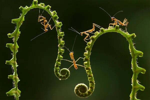 在我们周围有许多种类的螳螂 它们的形状和颜色各不相同 它们非常有趣而且不同寻常 成为自然界中现存生态系统的一种平衡 — 图库照片