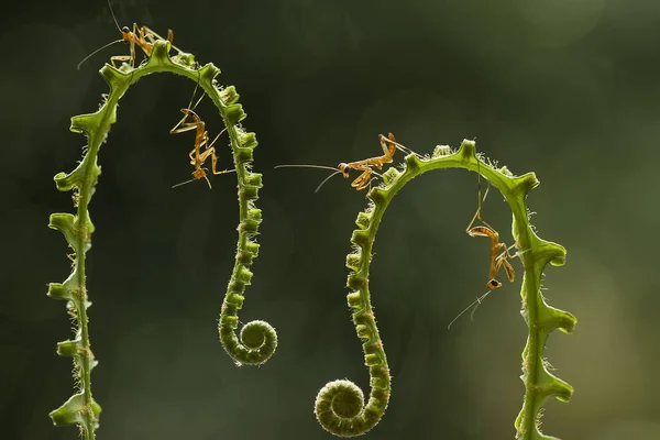 Existem Muitos Tipos Espécies Mantis Nosso Redor Suas Formas Cores — Fotografia de Stock