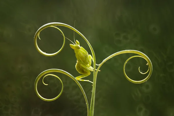 Zijn Vele Soorten Bidsprinkhanen Ons Heen Hun Vormen Kleuren Zijn — Stockfoto