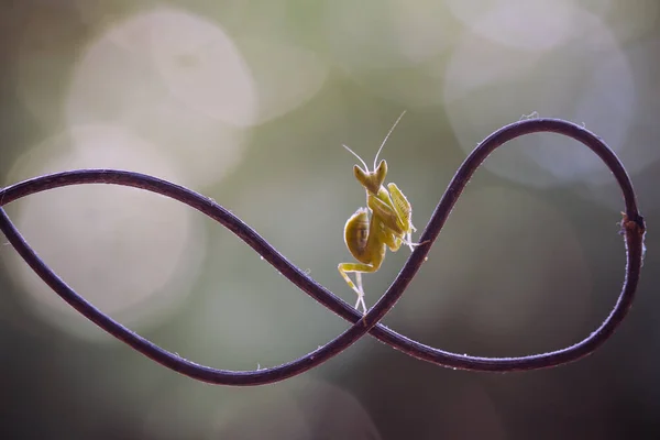 私たちの周りには多くの種類のカマキリ種があり その形や色はさまざまであり 彼らは非常に興味深く特別なものであり 自然界の既存の生態系とのバランスになります — ストック写真