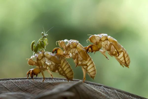 Hay Muchos Tipos Especies Mantis Nuestro Alrededor Sus Formas Colores — Foto de Stock