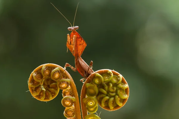 Υπάρχουν Πολλοί Τύποι Ειδών Mantis Γύρω Μας Σχήματα Και Χρώματα — Φωτογραφία Αρχείου