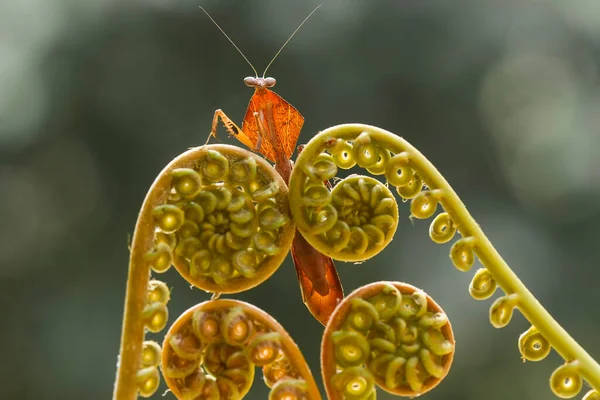 Existe Nombreux Types Espèces Mantes Autour Nous Leurs Formes Leurs — Photo