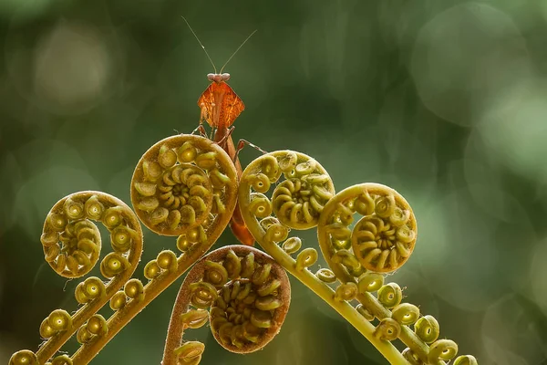 Existe Nombreux Types Espèces Mantes Autour Nous Leurs Formes Leurs — Photo