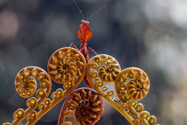 在我们周围有许多种类的螳螂 它们的形状和颜色各不相同 它们非常有趣而且不同寻常 成为自然界中现存生态系统的一种平衡 — 图库照片