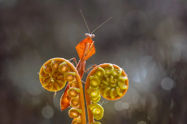 Existe Nombreux Types Espèces Mantes Autour Nous Leurs Formes Leurs — Photo