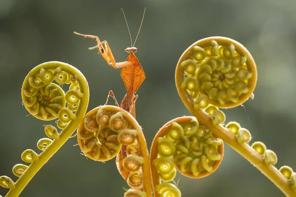 Det Finns Många Typer Mantis Arter Runt Omkring Oss Deras — Stockfoto