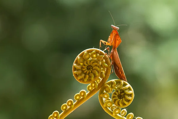 Υπάρχουν Πολλοί Τύποι Ειδών Mantis Γύρω Μας Σχήματα Και Χρώματα — Φωτογραφία Αρχείου