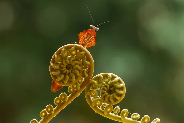 Υπάρχουν Πολλοί Τύποι Ειδών Mantis Γύρω Μας Σχήματα Και Χρώματα — Φωτογραφία Αρχείου