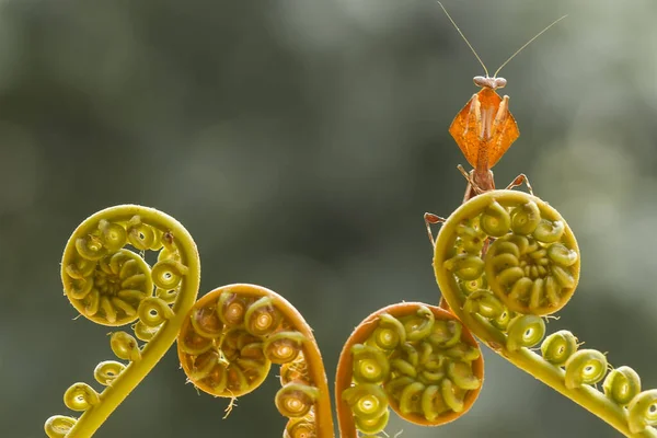 Υπάρχουν Πολλοί Τύποι Ειδών Mantis Γύρω Μας Σχήματα Και Χρώματα — Φωτογραφία Αρχείου