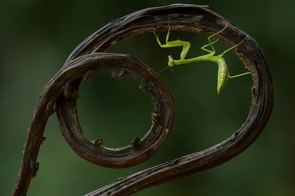 Υπάρχουν Πολλοί Τύποι Ειδών Mantis Γύρω Μας Σχήματα Και Χρώματα — Φωτογραφία Αρχείου