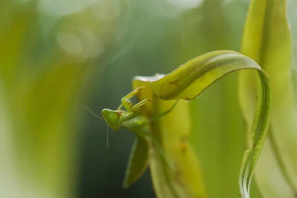 Zijn Vele Soorten Bidsprinkhanen Ons Heen Hun Vormen Kleuren Zijn — Stockfoto