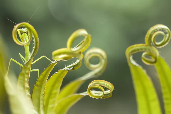 Existe Nombreux Types Espèces Mantes Autour Nous Leurs Formes Leurs — Photo