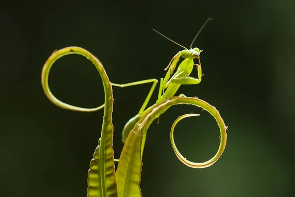 Existe Nombreux Types Espèces Mantes Autour Nous Leurs Formes Leurs — Photo