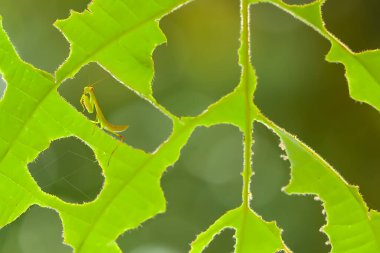Etrafımızda pek çok türde peygamber devesi türü var, şekilleri ve renkleri çeşitli, çok ilginç ve sıradışılar, ve doğadaki mevcut ekosistem için bir denge haline geliyorlar..