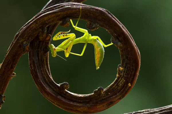 Many Types Mantis Species Shapes Colors Various Very Interesting Extraordinary — Stock Photo, Image