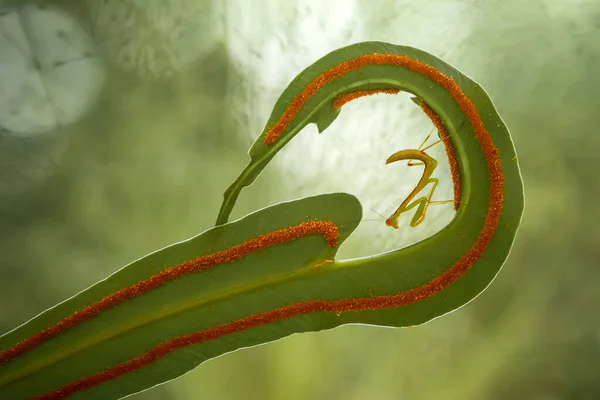 私たちの周りには多くの種類のカマキリ種があり その形や色はさまざまであり 彼らは非常に興味深く特別なものであり 自然界の既存の生態系とのバランスになります — ストック写真