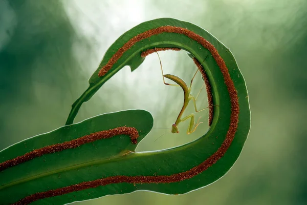 Existem Muitos Tipos Espécies Mantis Nosso Redor Suas Formas Cores — Fotografia de Stock